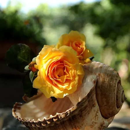 מלון דירות Stagones Luxury 4*