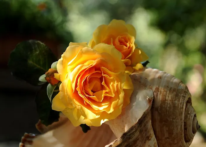 Hotel apartamentowy Stagones Luxury 4*